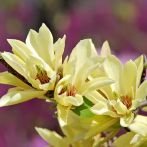 Yellow Magnolia, Yellow Magnolias, Winter Blooming Magnolias, Spring Blooming Magnolias