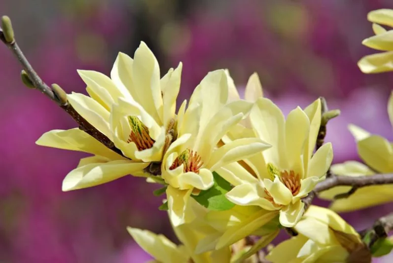 Yellow Magnolia, Yellow Magnolias, Winter Blooming Magnolias, Spring Blooming Magnolias