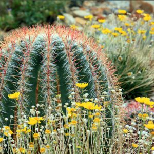 Ferocactus pilosus, Mexican Lime Cactus, Fire Barrel, Mexican Fire Barrel Cactus, Ferocactus stainesii, Ferocactus piliferus, Ferocactus pilosus var. steinesii, Ferocactus pringlei, Echinocactus pilosus var. steinesii, Echinocactus piliferus, Echinocactus pilosus, Echinocactus pringlei