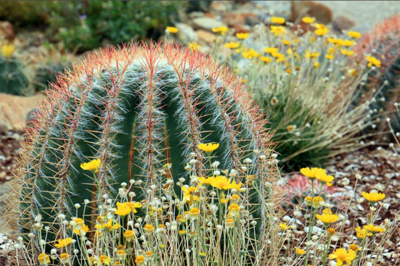 Ferocactus pilosus, Mexican Lime Cactus, Fire Barrel, Mexican Fire Barrel Cactus, Ferocactus stainesii, Ferocactus piliferus, Ferocactus pilosus var. steinesii, Ferocactus pringlei, Echinocactus pilosus var. steinesii, Echinocactus piliferus, Echinocactus pilosus, Echinocactus pringlei