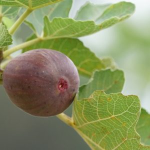 Ficus carica 'Celeste', Fig 'Celeste', Celeste Fig, Sugar fig, Ficus carica 'Blue Celeste', Ficus carica 'Celestial'