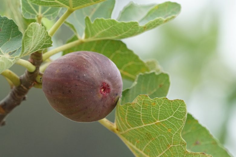 Ficus carica 'Celeste', Fig 'Celeste', Celeste Fig, Sugar fig, Ficus carica 'Blue Celeste', Ficus carica 'Celestial'