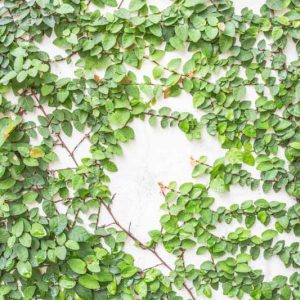 Ficus pumila, Creeping Fig, Climbing Fig, Creeping Rubber Plant, Ok-Gue, Ficus repens, Figs, Groundcovers, Ground Covers, Evergreen Fig, Evergreen Groundcovers
