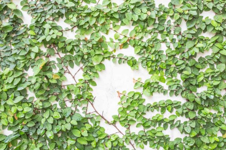 Ficus pumila, Creeping Fig, Climbing Fig, Creeping Rubber Plant, Ok-Gue, Ficus repens, Figs, Groundcovers, Ground Covers, Evergreen Fig, Evergreen Groundcovers