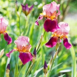 Late Blooming Bearded Irises, Late Season Bearded Irises, Late Tall Bearded Irises, Late Intermediate Bearded Irises, Late Miniature Tall Bearded Irises, Late Border Bearded Irises