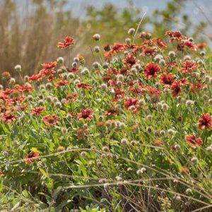Native Plants, Native Perennials, Native Vines, Florida Native Plant, Drought Tolerant Plants,  Drought Tolerant perennials, Drought Tolerant shrubs,  Drought Tolerant Trees