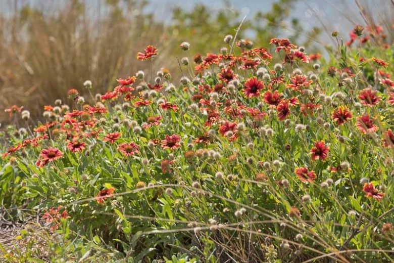 Native Plants, Native Perennials, Native Vines, Florida Native Plant, Drought Tolerant Plants,  Drought Tolerant perennials, Drought Tolerant shrubs,  Drought Tolerant Trees