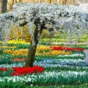 Naturalizing bulbs, Bulbs that come back, Perennial Bulbs, Bulbs Under Trees, Perennial Crocus, Perennial Narcissus, Perennial Tulips, Perennial Galanthus, Perennial Anemones, Snowdrops