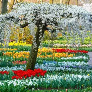 Naturalizing bulbs, Bulbs that come back, Perennial Bulbs, Bulbs Under Trees, Perennial Crocus, Perennial Narcissus, Perennial Tulips, Perennial Galanthus, Perennial Anemones, Snowdrops