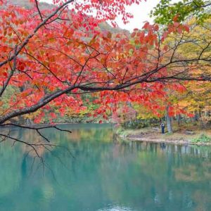 Fall colors, Weeping cherries, Prunus, Japanese Flowering Cherries, Ornamental Cherries,Sakura, Cherry Blossom,  Higan cherry,Yoshino Cherry, Fuji cherry