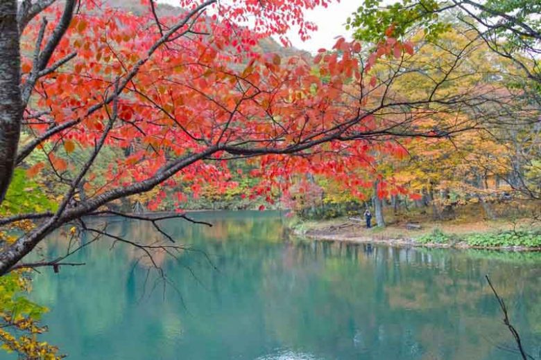 Fall colors, Weeping cherries, Prunus, Japanese Flowering Cherries, Ornamental Cherries,Sakura, Cherry Blossom,  Higan cherry,Yoshino Cherry, Fuji cherry