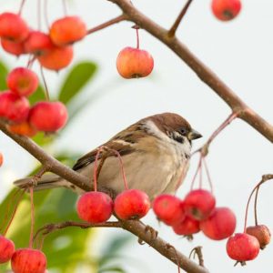 Flowering Crabapples, Crabapples, Malus, Fragrant Trees, Small Trees, Winter Fruit, Fall Fruit, persistent fruit,