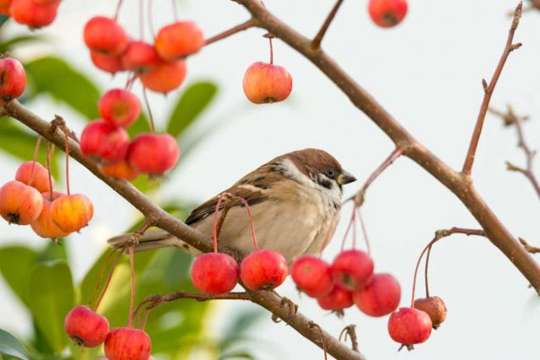 Flowering Crabapples, Crabapples, Malus, Fragrant Trees, Small Trees, Winter Fruit, Fall Fruit, persistent fruit,