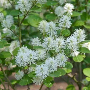 Fothergilla Gardenii 'Blue Mist', Dwarf Fothergilla, Fothergilla 'Blue Mist', Dwarf Fothergilla 'Blue Mist'