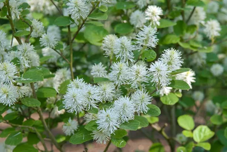 Fothergilla Gardenii 'Blue Mist', Dwarf Fothergilla, Fothergilla 'Blue Mist', Dwarf Fothergilla 'Blue Mist'