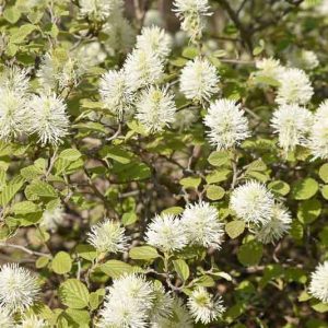 Fothergilla Major, Mountain Witch Alder, Large Fothergilla, Tall Fothergilla