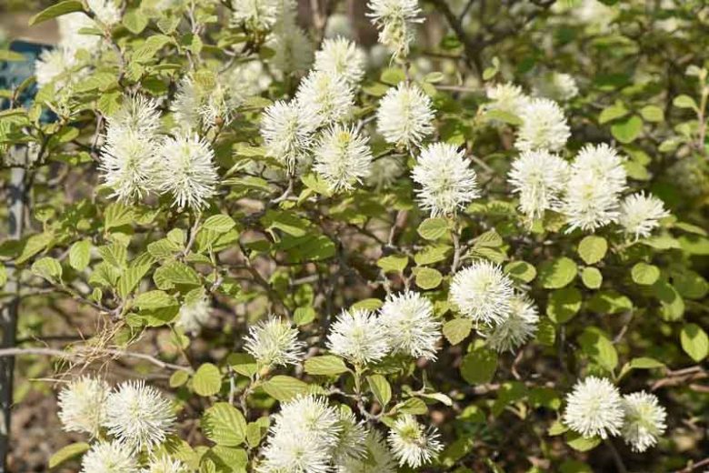 Fothergilla Major, Mountain Witch Alder, Large Fothergilla, Tall Fothergilla