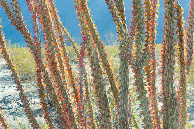 Fouquieria splendens, Ocotillo,  Desert Shrub, Mediterranean shrubs, Evergreen Shrubs, Red flowers,  drought tolerant flowers