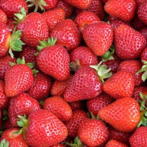 Fragaria x ananassa 'Albion', Everbearing Strawberry 'Albion', Strawberry 'Tristar', evergreen shrub, Strawberries, Red Fruit, White flowers