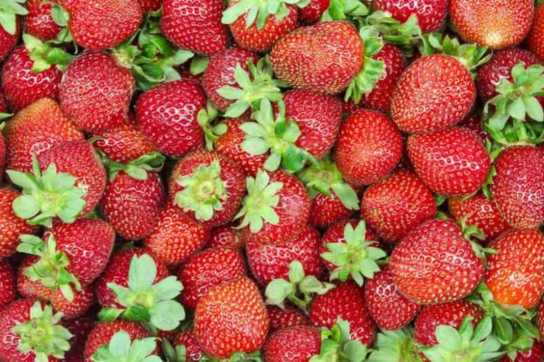Fragaria × ananassa 'Allstar', Junebearing Strawberry 'Allstar', Strawberry 'Allstar', evergreen shrub, Strawberries, Red Fruit, White flowers