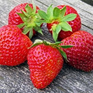 Fragaria × ananassa 'Earliglow', Junebearing Strawberry 'Earliglow', Strawberry 'Earliglow', evergreen shrub, Strawberries, Red Fruit, White flowers