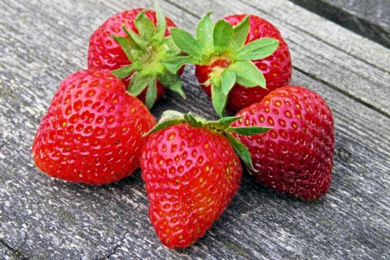 Fragaria × ananassa 'Earliglow', Junebearing Strawberry 'Earliglow', Strawberry 'Earliglow', evergreen shrub, Strawberries, Red Fruit, White flowers
