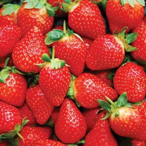 Fragaria × ananassa 'Honeoye', Junebearing Strawberry 'Honeoye', Strawberry 'Honeoye', evergreen shrub, Strawberries, Red Fruit, White flowers