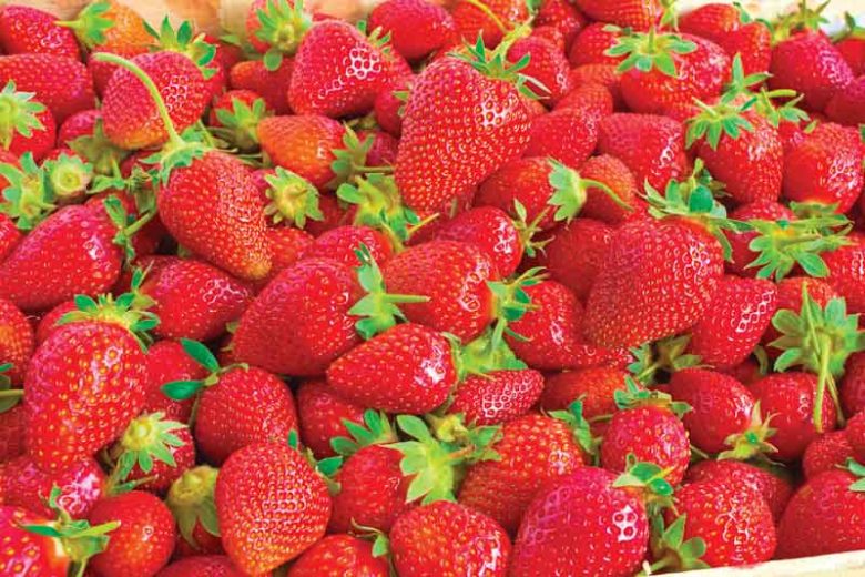 Fragaria Ozark Beauty, Everbearing Strawberry 'Ozark Beauty', Strawberry 'Ozark Beauty', evergreen shrub, Strawberries, Red Fruit, White flowers