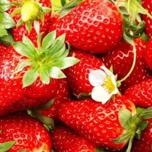 Fragaria Quinault, Everbearing Strawberry 'Quinault', Strawberry 'Quinault', evergreen shrub, Strawberries, Red Fruit, White flowers