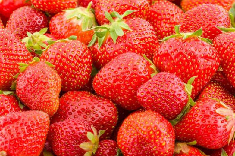Fragaria x ananassa 'Seascape', Everbearing Strawberry 'Seascape', Strawberry 'Seascape', evergreen shrub, Strawberries, Red Fruit, White flowers