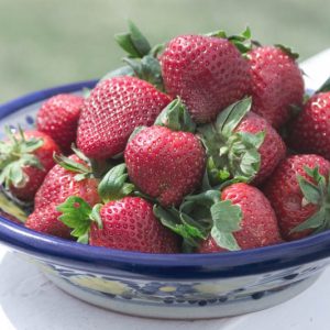 Fragaria × ananassa 'Sparkle', Junebearing Strawberry 'Sparkle', Strawberry 'Sparkle', evergreen shrub, Strawberries, Red Fruit, White flowers