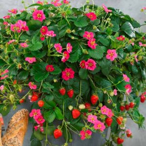 Fragaria Toscana, Everbearing Strawberry 'Toscana', Strawberry 'Toscana', evergreen shrub, Strawberries, Red Fruit, Pink flowers