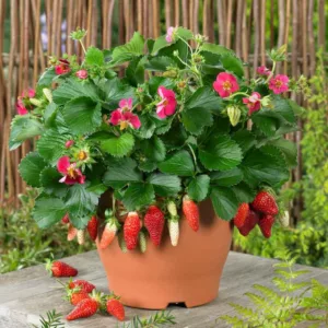 Fragaria Tristan, Everbearing Strawberry 'Tristan', Strawberry 'Tristan', evergreen shrub, Strawberries, Red Fruit, Pink flowers