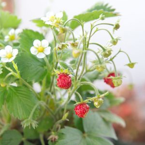 Fragaria vesca, Wild Strawberry, Alpine Strawberry, Fragaria × ananassa Fraise des Bois, Fraise Des Bois, Wood Strawberry, evergreen shrub, Strawberries, Red Fruit, White flowers