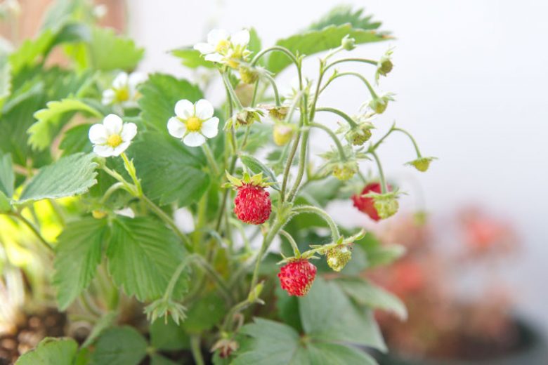 Fragaria vesca, Wild Strawberry, Alpine Strawberry, Fragaria × ananassa Fraise des Bois, Fraise Des Bois, Wood Strawberry, evergreen shrub, Strawberries, Red Fruit, White flowers