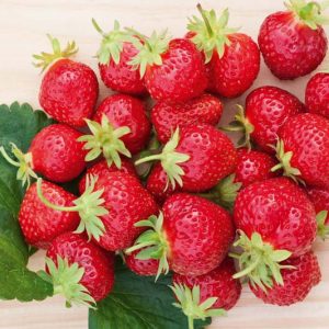 Fragaria vesca Mara des Bois, Wild Strawberry 'Mara des Bois', Alpine Strawberry 'Mara des Bois', Fraise Des Bois 'Mara des Bois', Wood Strawberry 'Mara des Bois', evergreen shrub, Strawberries, Red Fruit, White flowers