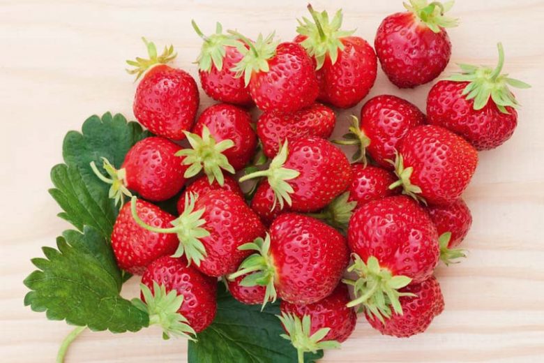 Fragaria vesca Mara des Bois, Wild Strawberry 'Mara des Bois', Alpine Strawberry 'Mara des Bois', Fraise Des Bois 'Mara des Bois', Wood Strawberry 'Mara des Bois', evergreen shrub, Strawberries, Red Fruit, White flowers