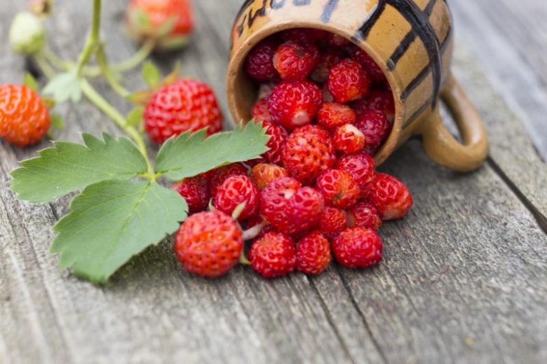 Fragaria virginiana, Scarlet Strawberry, Wild Strawberry, evergreen shrub, Strawberries, Red Fruit, White flowers