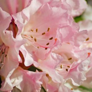 Fragrant Azaleas, Fragrant Rhododendrons, Fragrant Deciduous Azaleas, Fragrant Evergreen Azaleas, Fragrant Hardy Rhododendron