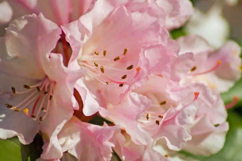 Fragrant Azaleas, Fragrant Rhododendrons, Fragrant Deciduous Azaleas, Fragrant Evergreen Azaleas, Fragrant Hardy Rhododendron