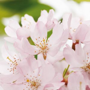 Japanese Flowering Cherries, Fragrant Flowering Cherries, Japanese Flowering Cherries, Sakura, Fragrant Cherry Blossom,  Higan cherry,Yoshino Cherry, Fuji cherry