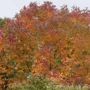 Fraxinus americana, American Ash, Canadian Ash, White Ash, Deciduous Tree, Fall Color