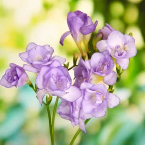 Freesia Double Blue, Double Freesia, Blue Freesia, Blue Flowers, Freesia planting information, planting freesias, planting freesia, how to grow freesia, how to grow freesias, how to care for freesia