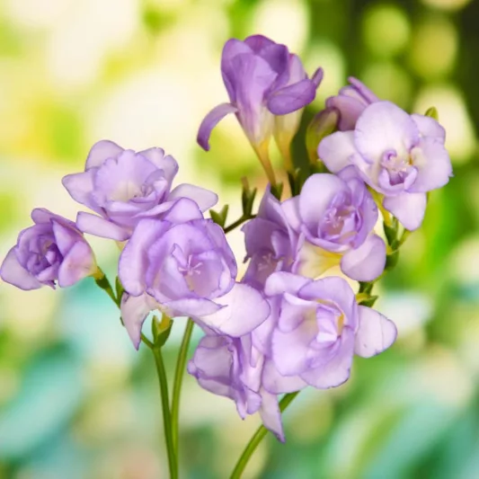 Freesia Double Blue, Double Freesia, Blue Freesia, Blue Flowers, Freesia planting information, planting freesias, planting freesia, how to grow freesia, how to grow freesias, how to care for freesia