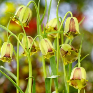 Fritillaria acmopetala, Pointed-Petal Fritillary, Spring Bloom, Mid Spring bloom, Late Spring bloom