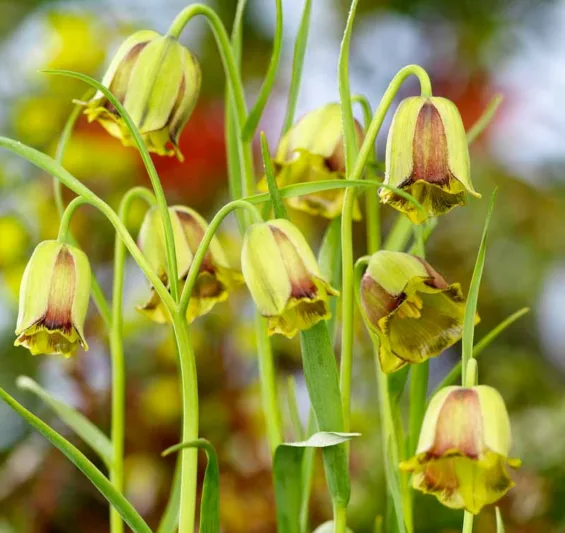Fritillaria acmopetala, Pointed-Petal Fritillary, Spring Bloom, Mid Spring bloom, Late Spring bloom