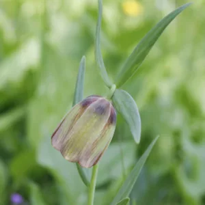Fritillaria pontica, Spring Bloom, Mid Spring bloom, Late Spring bloom