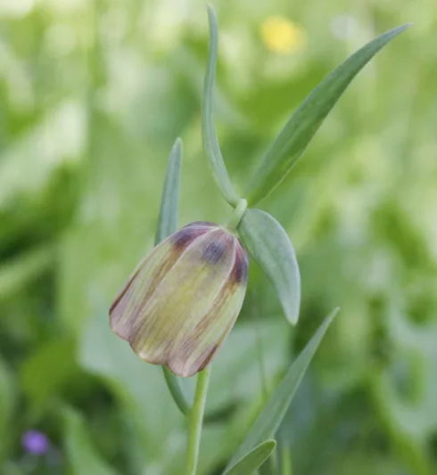 Fritillaria pontica, Spring Bloom, Mid Spring bloom, Late Spring bloom