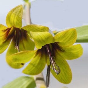 Fritillaria sewerzowii, Korolkowia discolor, Korolkowia sewerzowii Spring Bloom, Mid Spring bloom