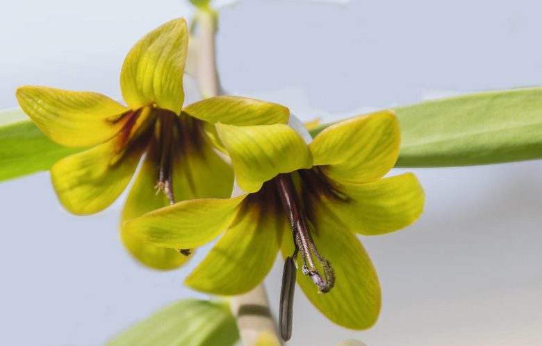 Fritillaria sewerzowii, Korolkowia discolor, Korolkowia sewerzowii Spring Bloom, Mid Spring bloom
